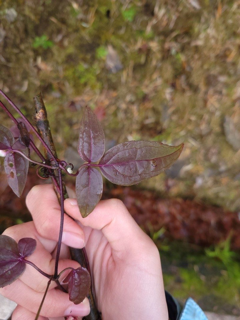 Clematis morii photo 2