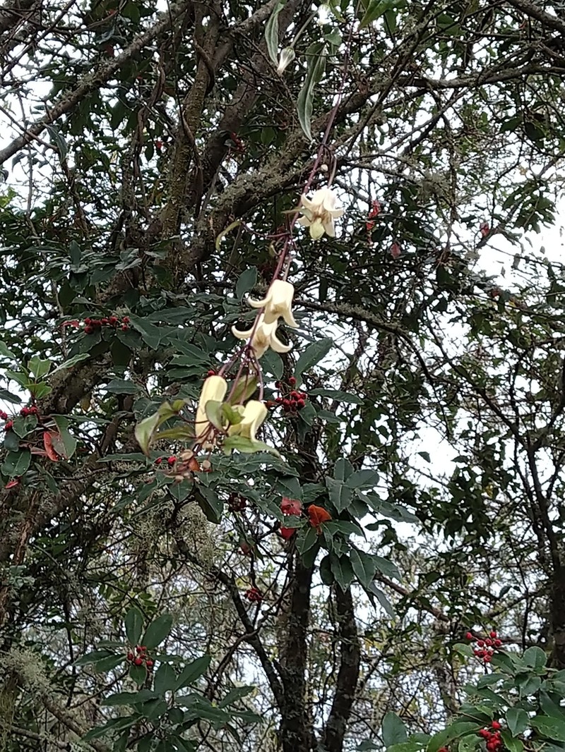 Clematis morii photo 3