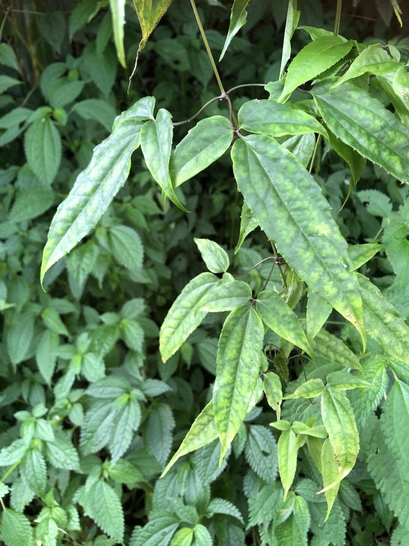 Clematis morii photo 5