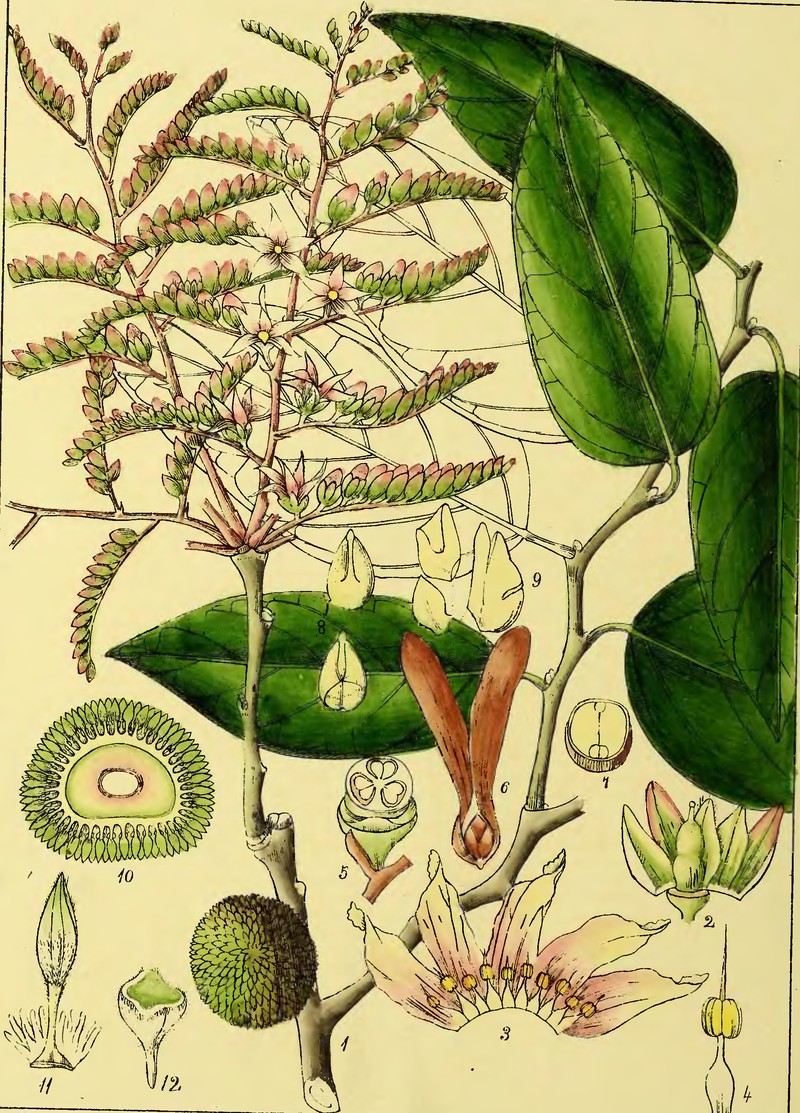 Clematis munroiana
