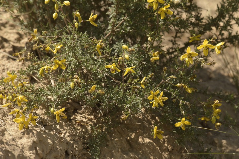 Clematis nannophylla photo 2