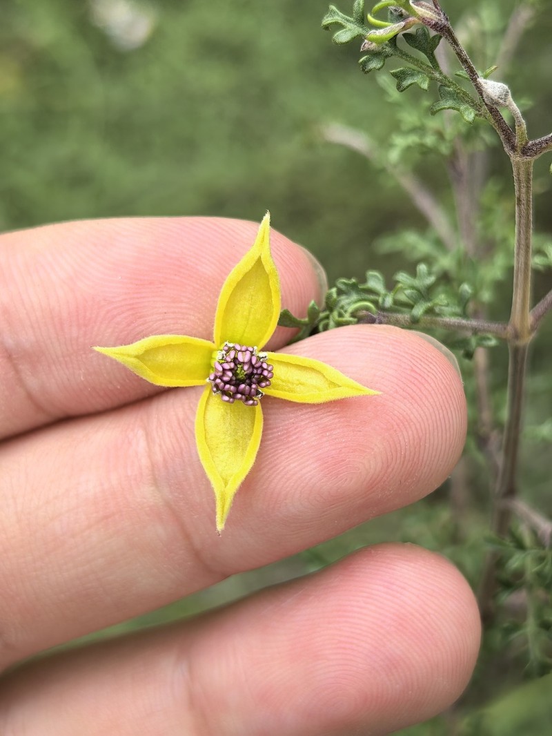 Clematis nannophylla photo 3