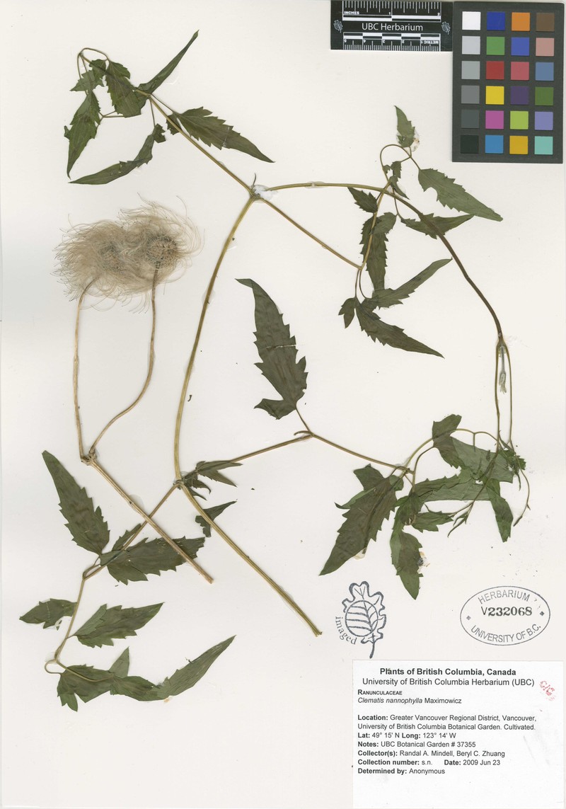 Clematis nannophylla photo 4