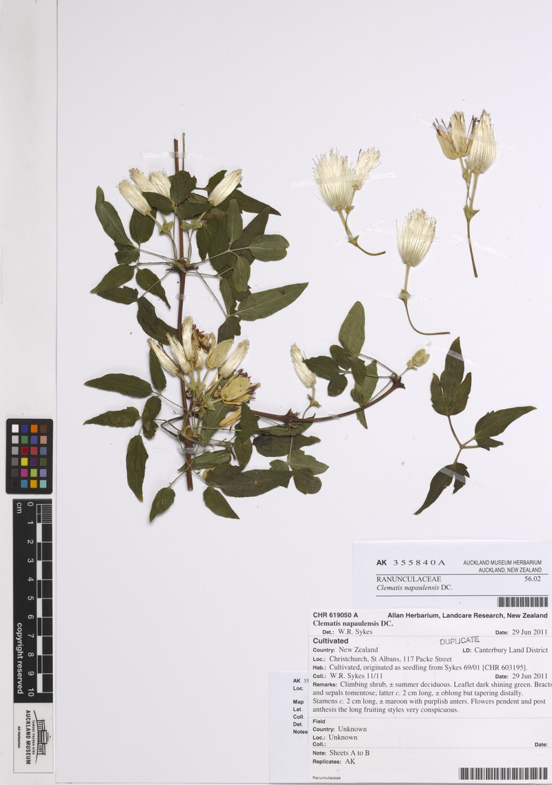 Clematis napaulensis photo 2