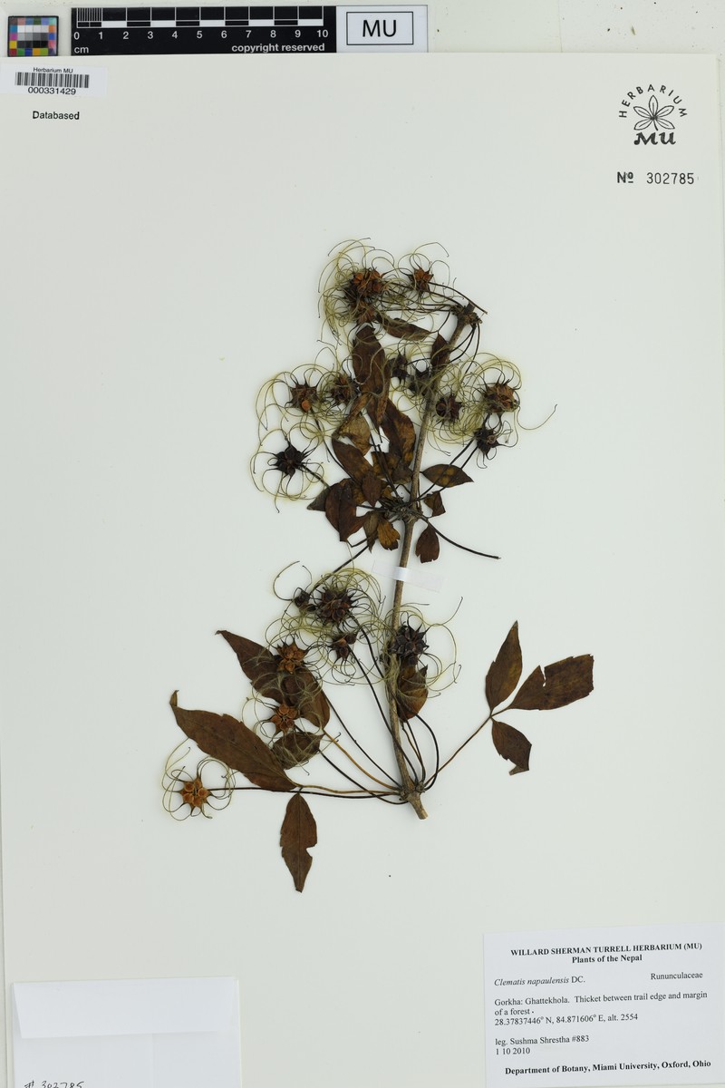 Clematis napaulensis photo 3