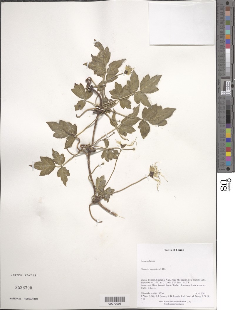 Clematis napaulensis photo 4