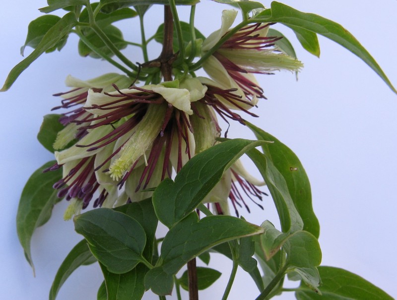 Clematis napaulensis photo 6