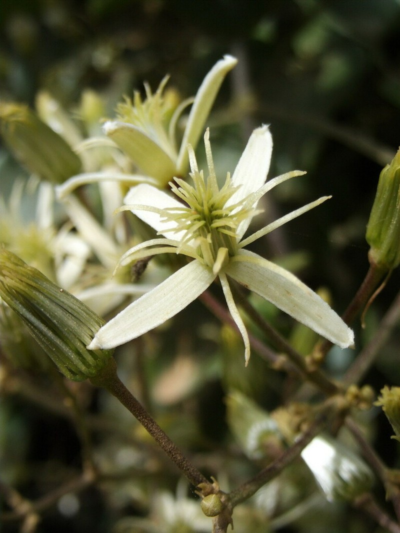 Clematis novocaledoniaensis photo 2