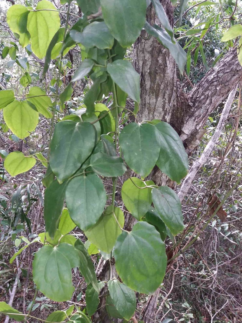 Clematis novocaledoniaensis photo 3