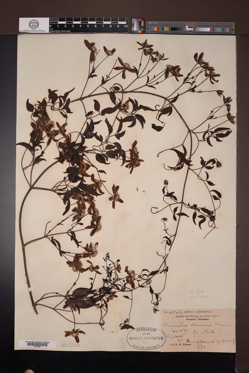Clematis obscura