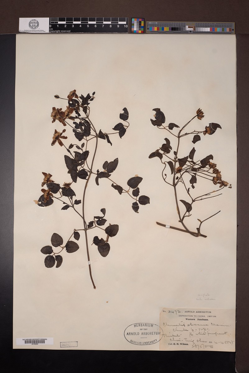 Clematis obscura photo 3