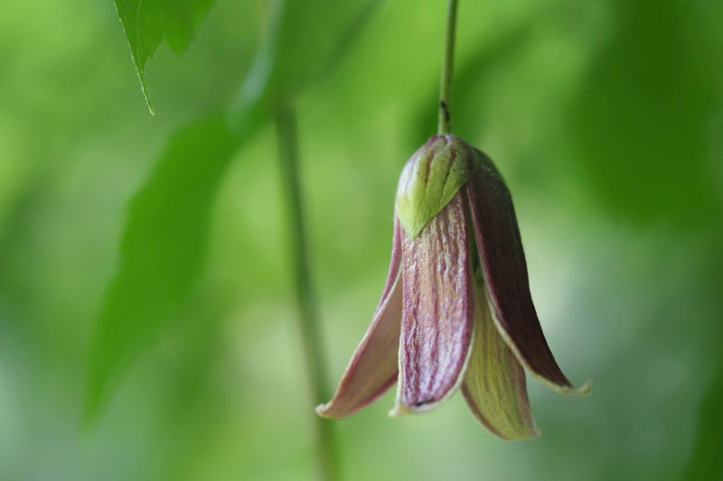 Clematis obvallata photo 2