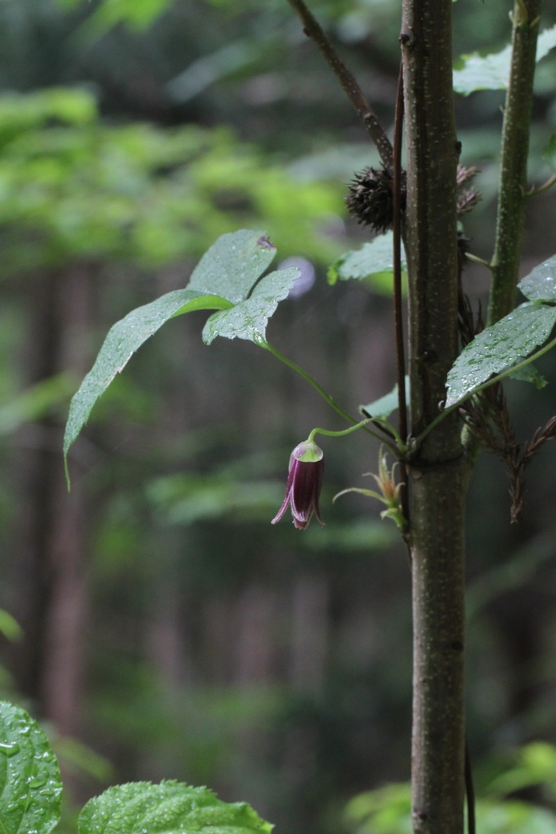 Clematis obvallata photo 3
