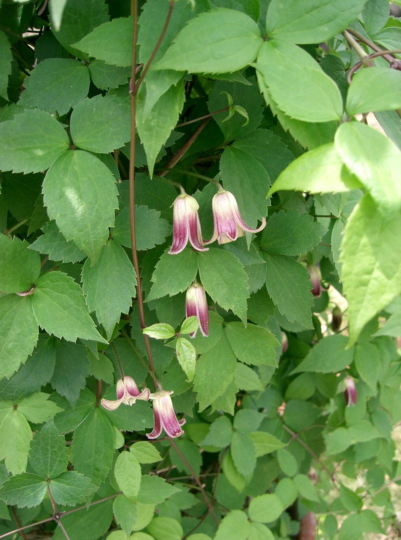 Clematis obvallata