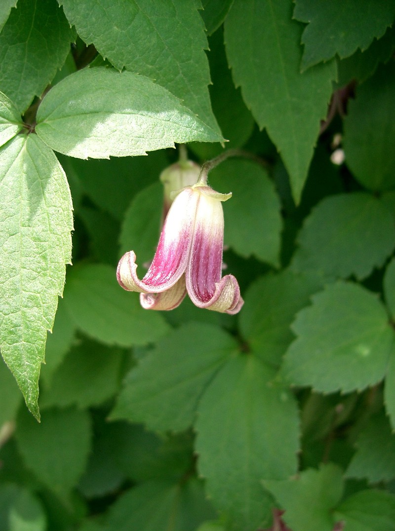 Clematis obvallata photo 4