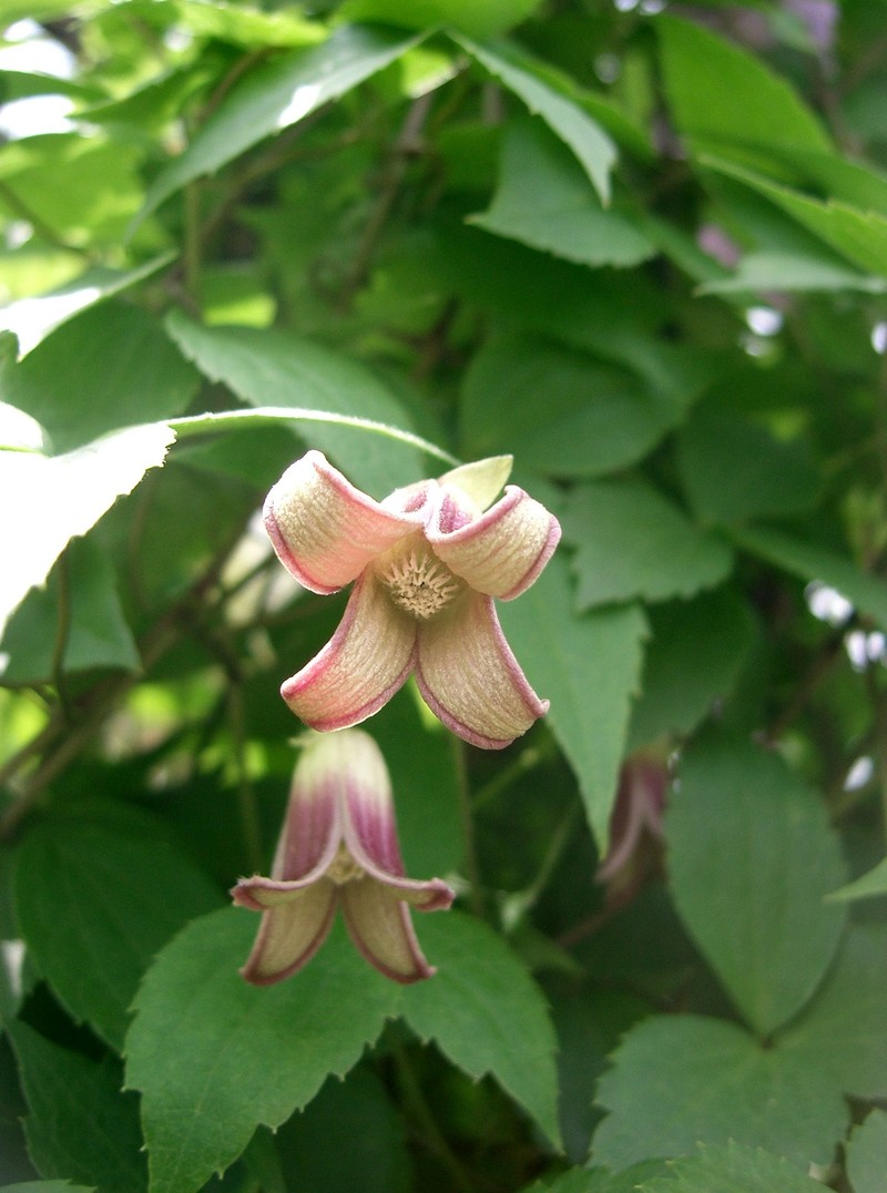 Clematis obvallata photo 5