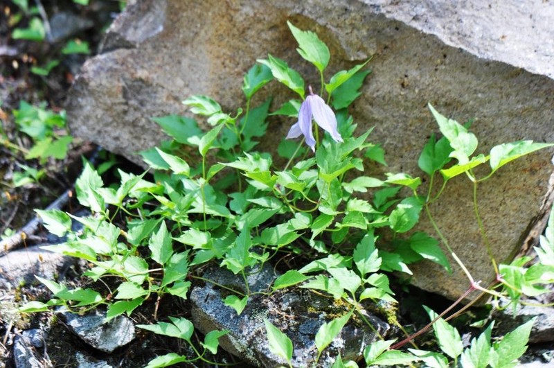 Western Blue Virginsbower
