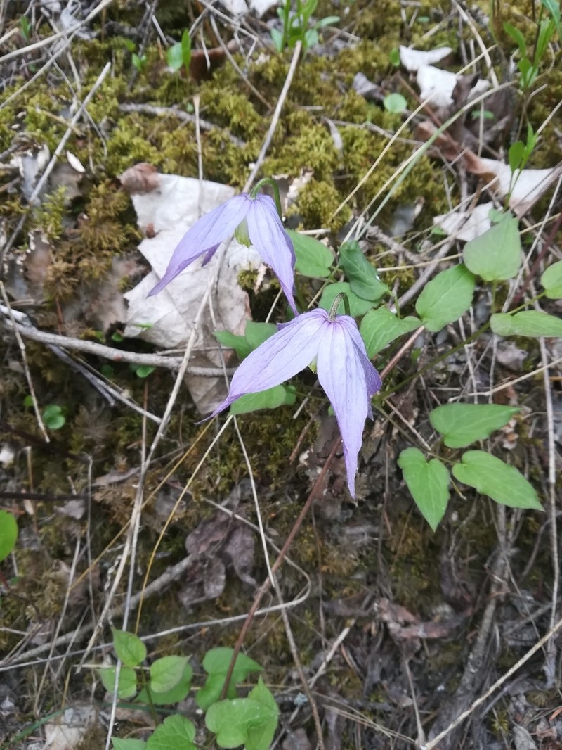Western Blue Virginsbower photo 7