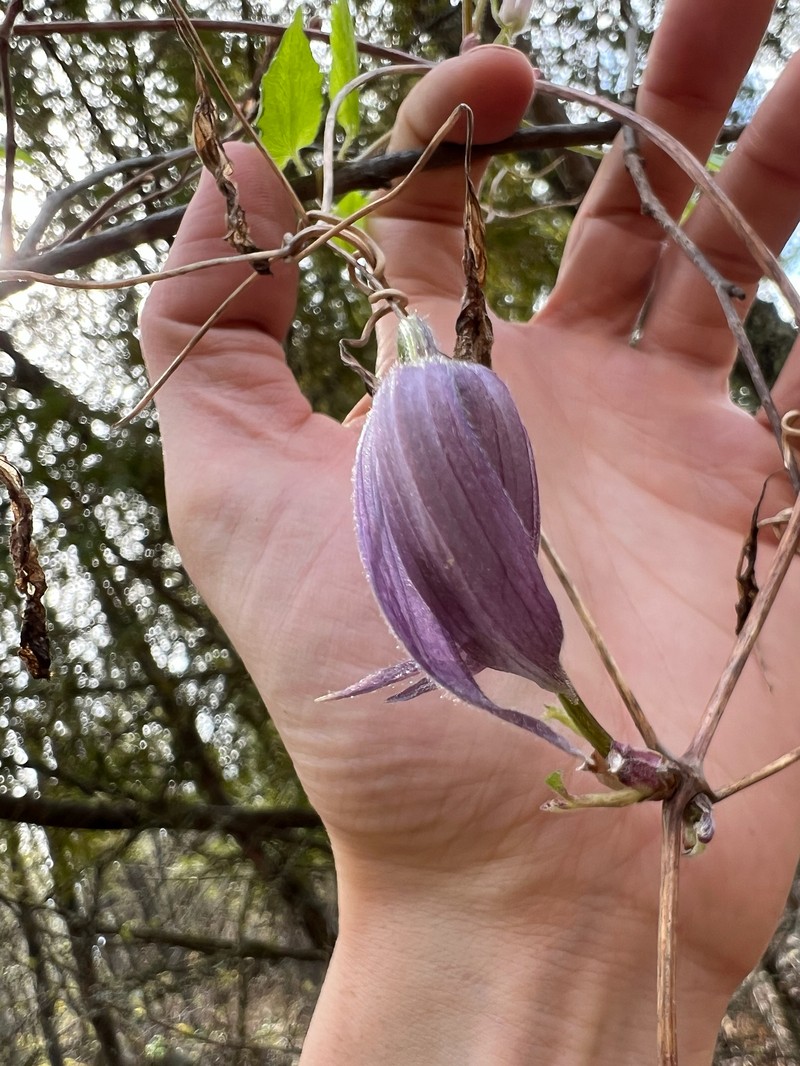 Clematis occidentalis var. grosseserrata