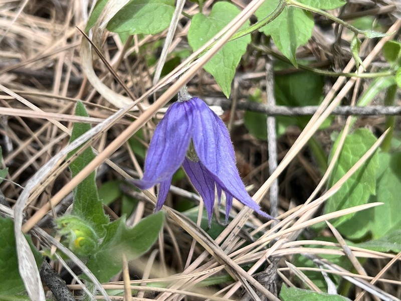 Clematis occidentalis var. grosseserrata photo 2