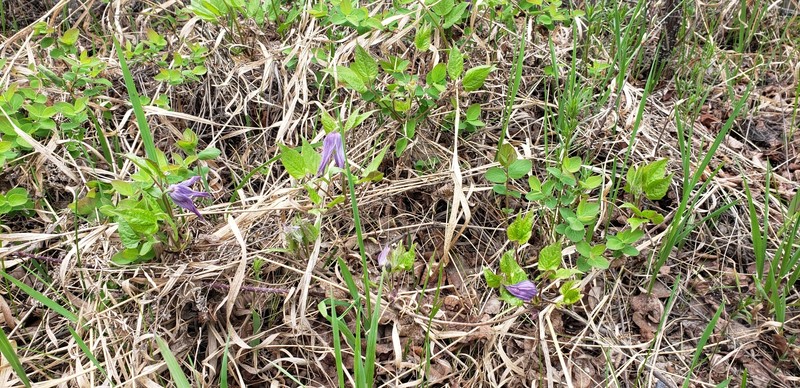 Clematis occidentalis var. grosseserrata photo 3