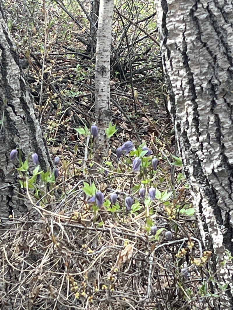 Clematis occidentalis var. grosseserrata photo 4