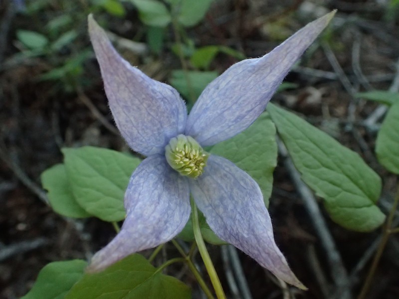 Clematis occidentalis var. grosseserrata photo 5