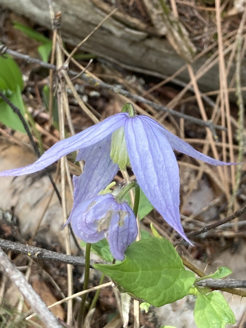 Clematis occidentalis var. grosseserrata photo 6