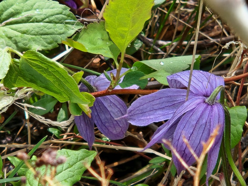 Clematis occidentalis var. grosseserrata photo 7