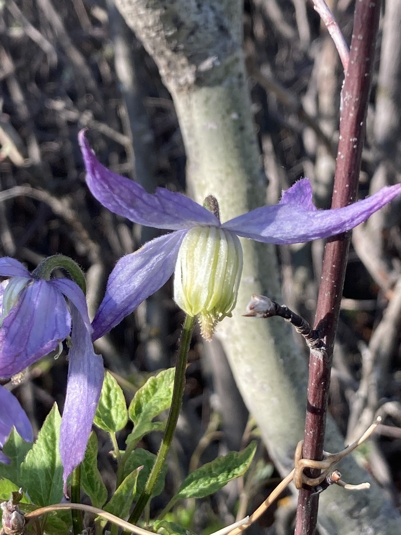 Clematis occidentalis var. grosseserrata photo 8
