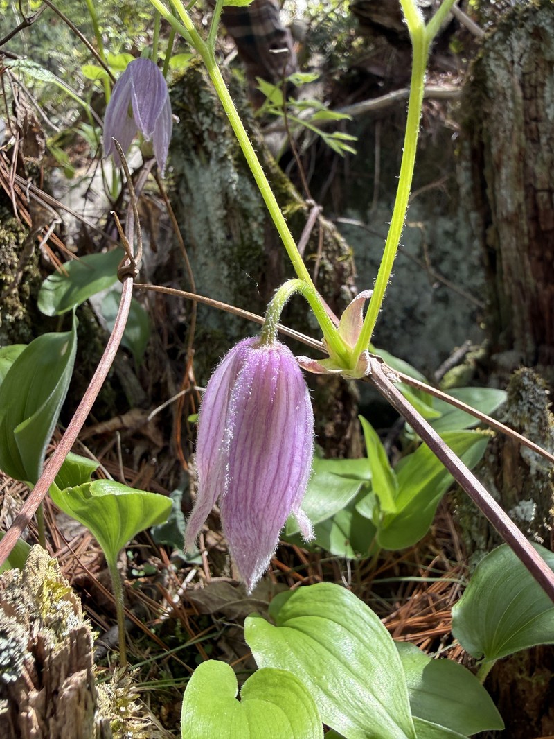 Clematis occidentalis var. occidentalis