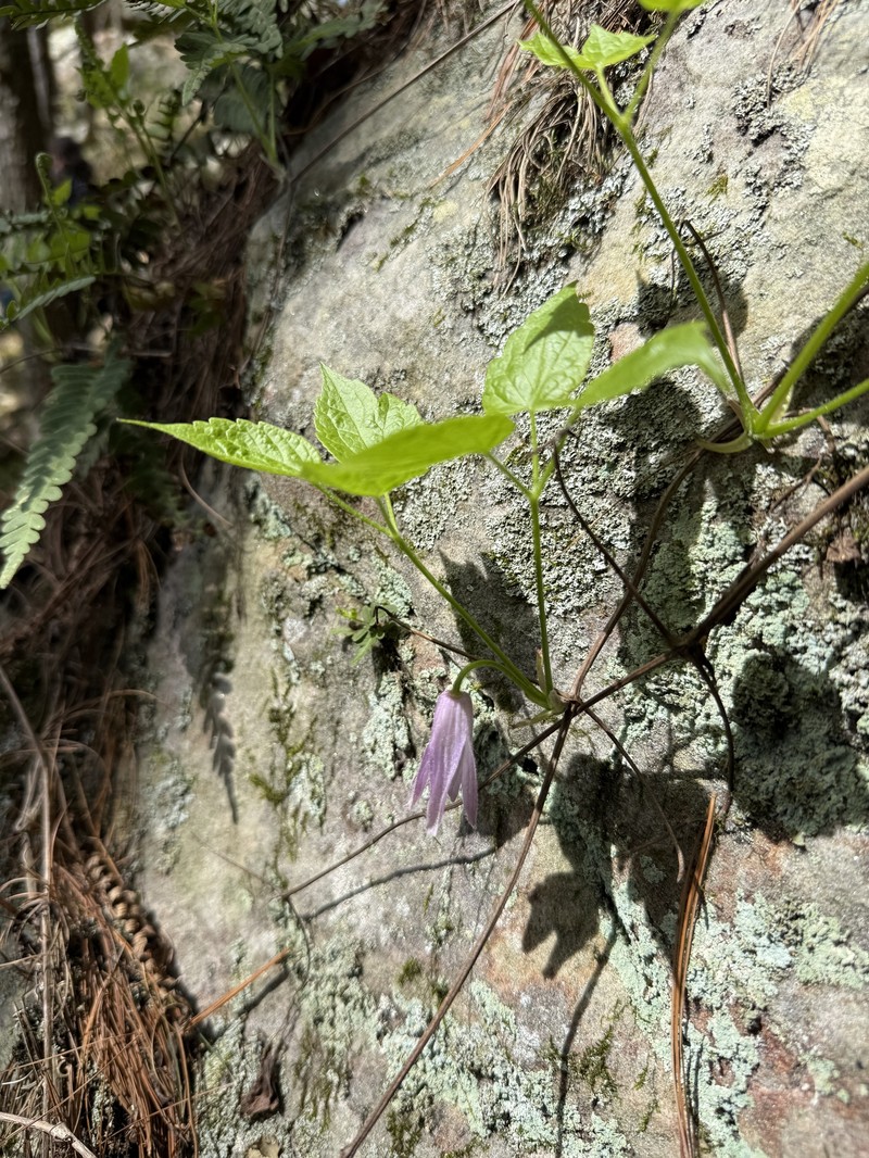 Clematis occidentalis var. occidentalis photo 2