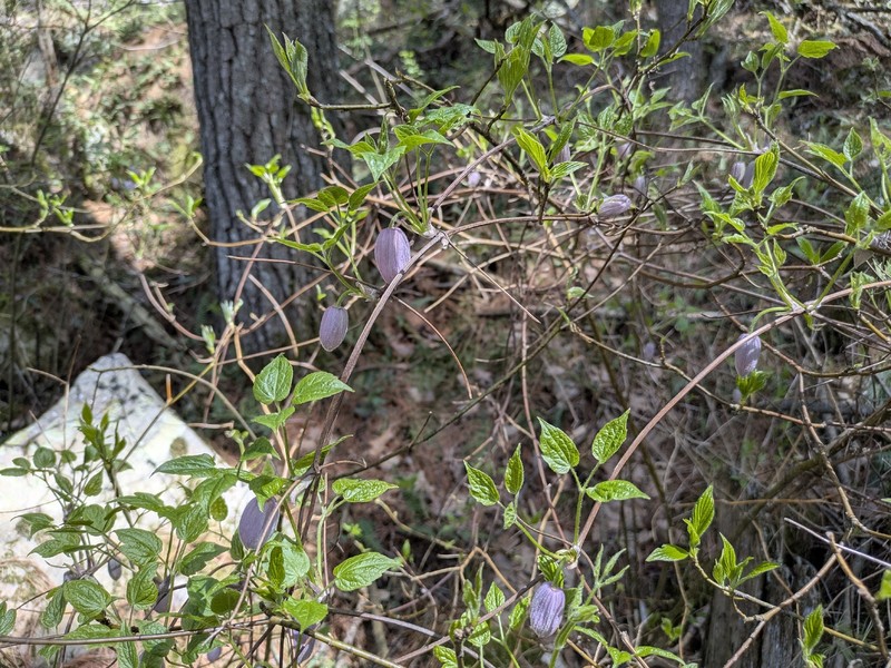 Clematis occidentalis var. occidentalis photo 3