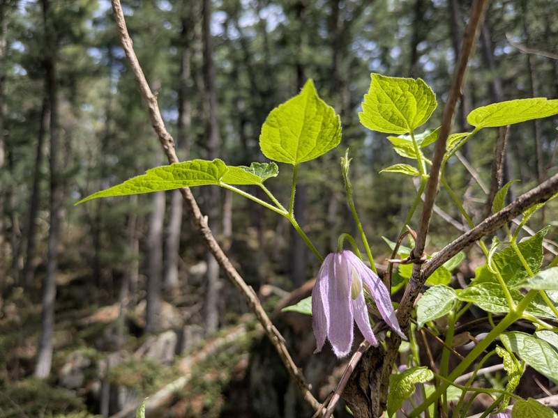 Clematis occidentalis var. occidentalis photo 4