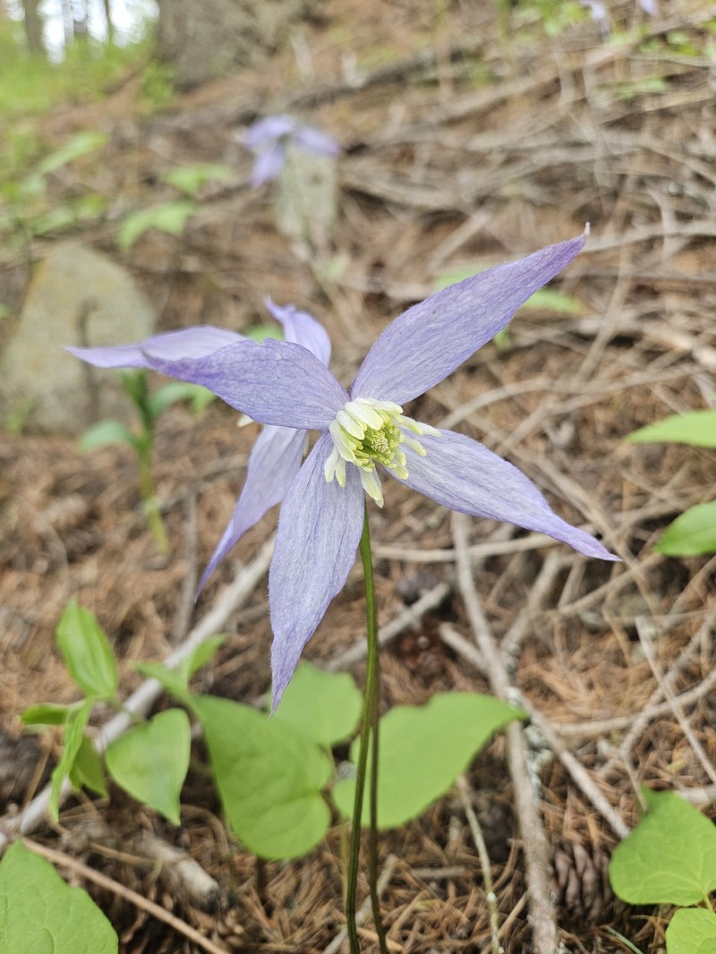 Clematis occidentalis var. occidentalis photo 5
