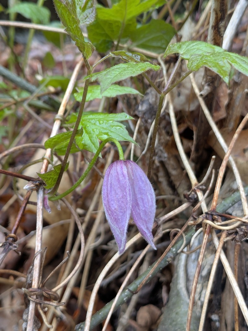 Clematis occidentalis var. occidentalis photo 6