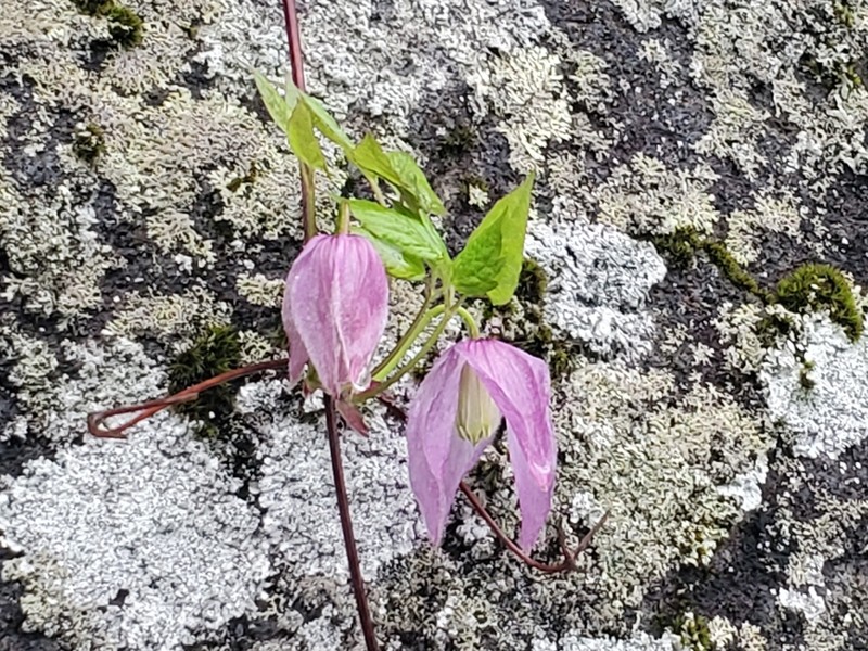 Clematis occidentalis var. occidentalis photo 7