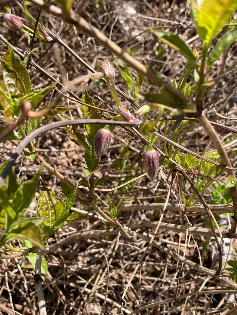 Clematis occidentalis var. occidentalis photo 8