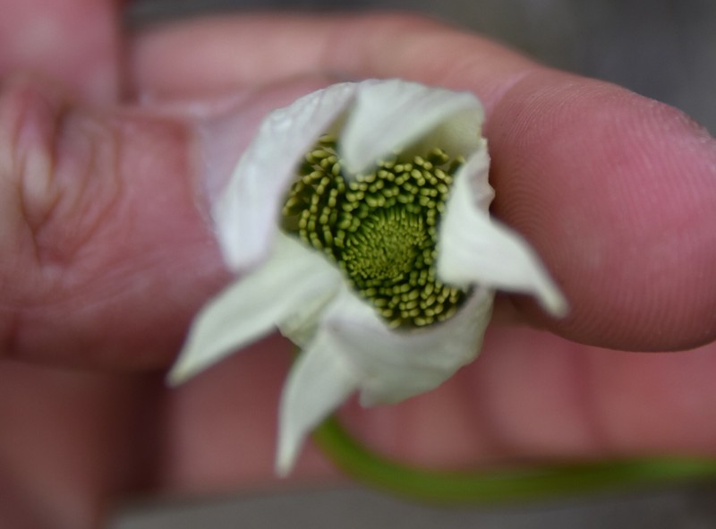 Clematis oligophylla