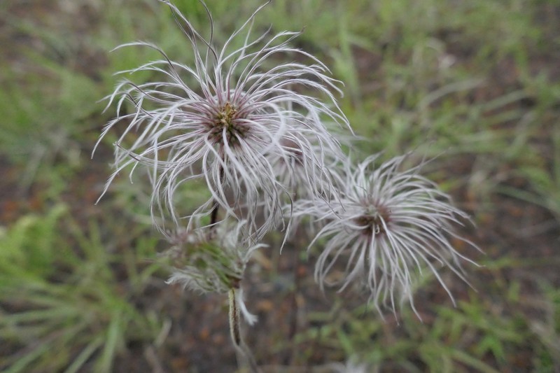 Clematis oligophylla photo 3