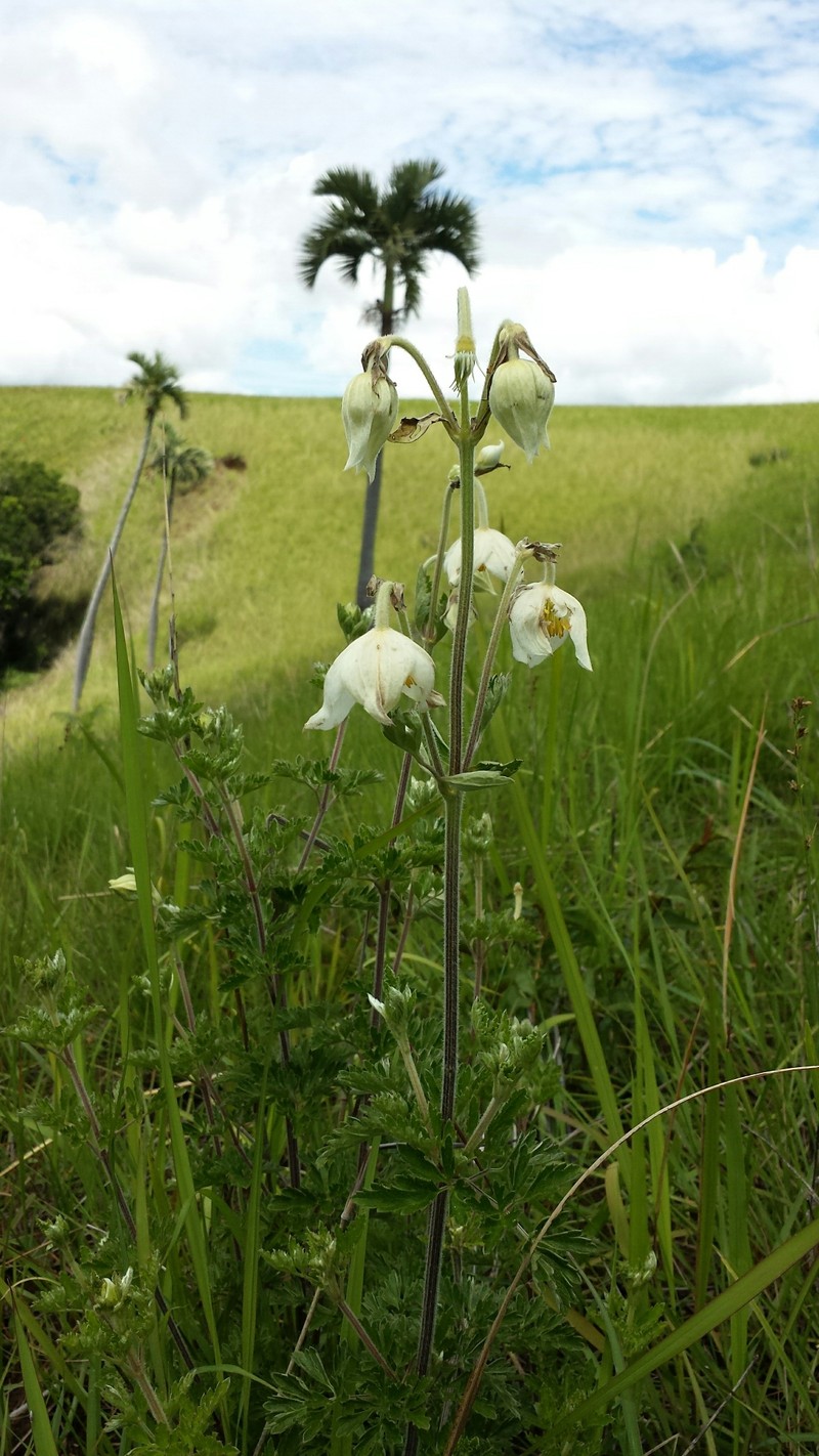 Clematis oligophylla photo 4