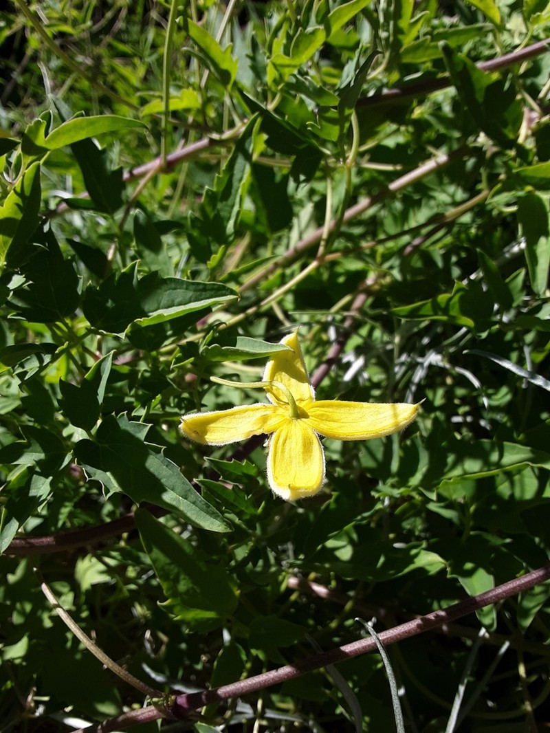 Oriental Virginsbower photo 7