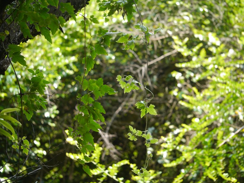 Oriental Virginsbower photo 2