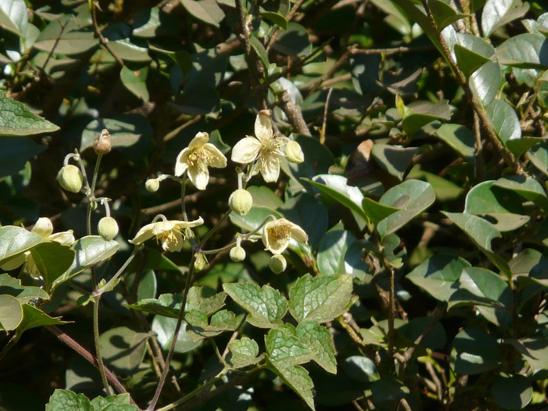 Oriental Virginsbower photo 3