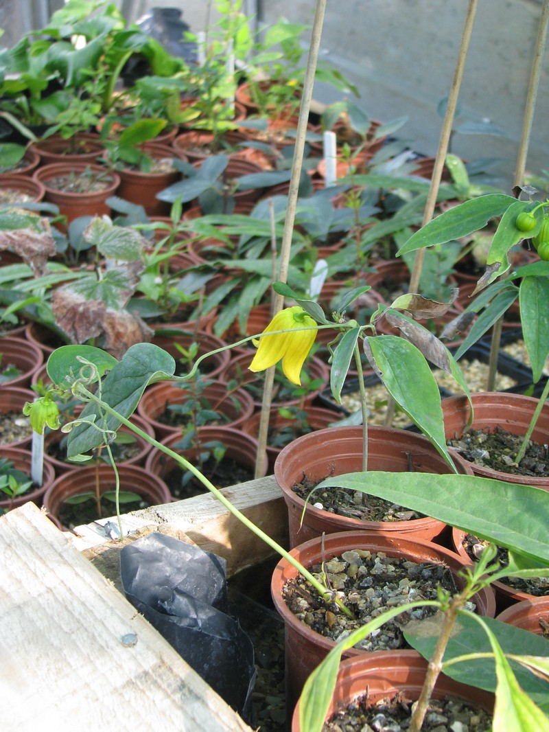 Clematis otophora