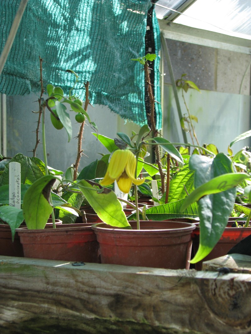 Clematis otophora photo 2