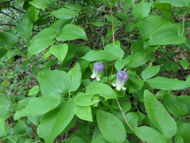Clematis ouachitensis