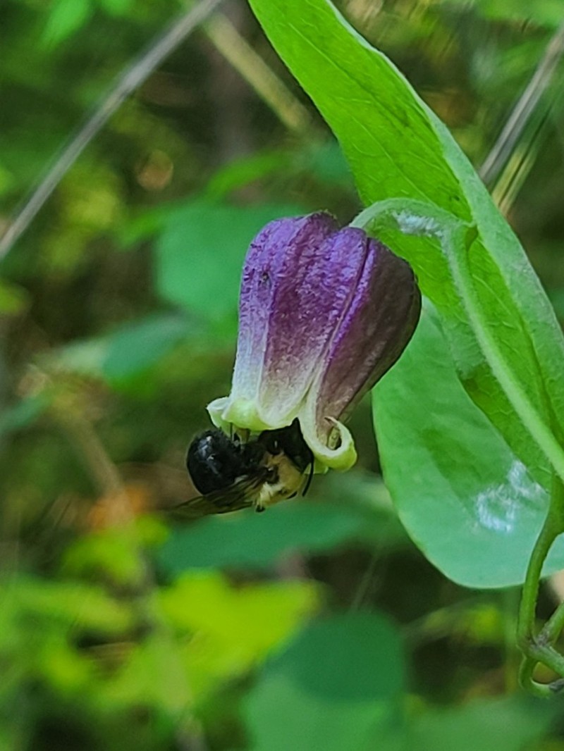 Clematis ouachitensis photo 2