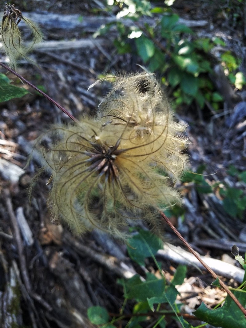 Clematis ouachitensis photo 3