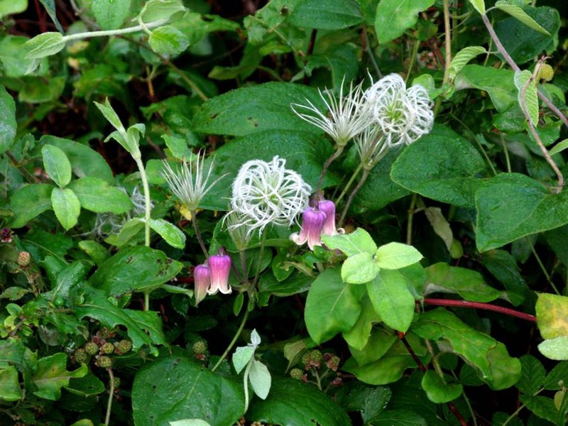 Clematis ouachitensis photo 4